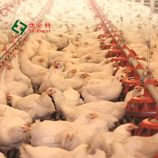 Poultry Feeding/Drinking System Breeding Equipment for Farm Breeding Plant Ground Floor Raising for Chicken/Goose/Duck/Pig/Sheep with Lighting System