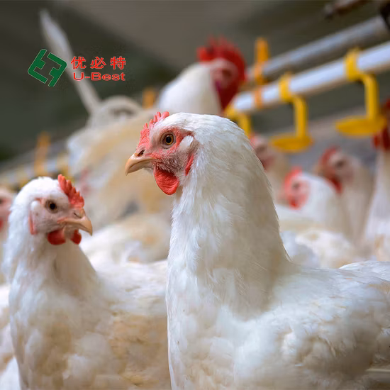 Poultry Feeding/Drinking System Breeding Equipment for Farm Breeding Plant Ground Floor Raising for Chicken/Goose/Duck/Pig/Sheep with Lighting System